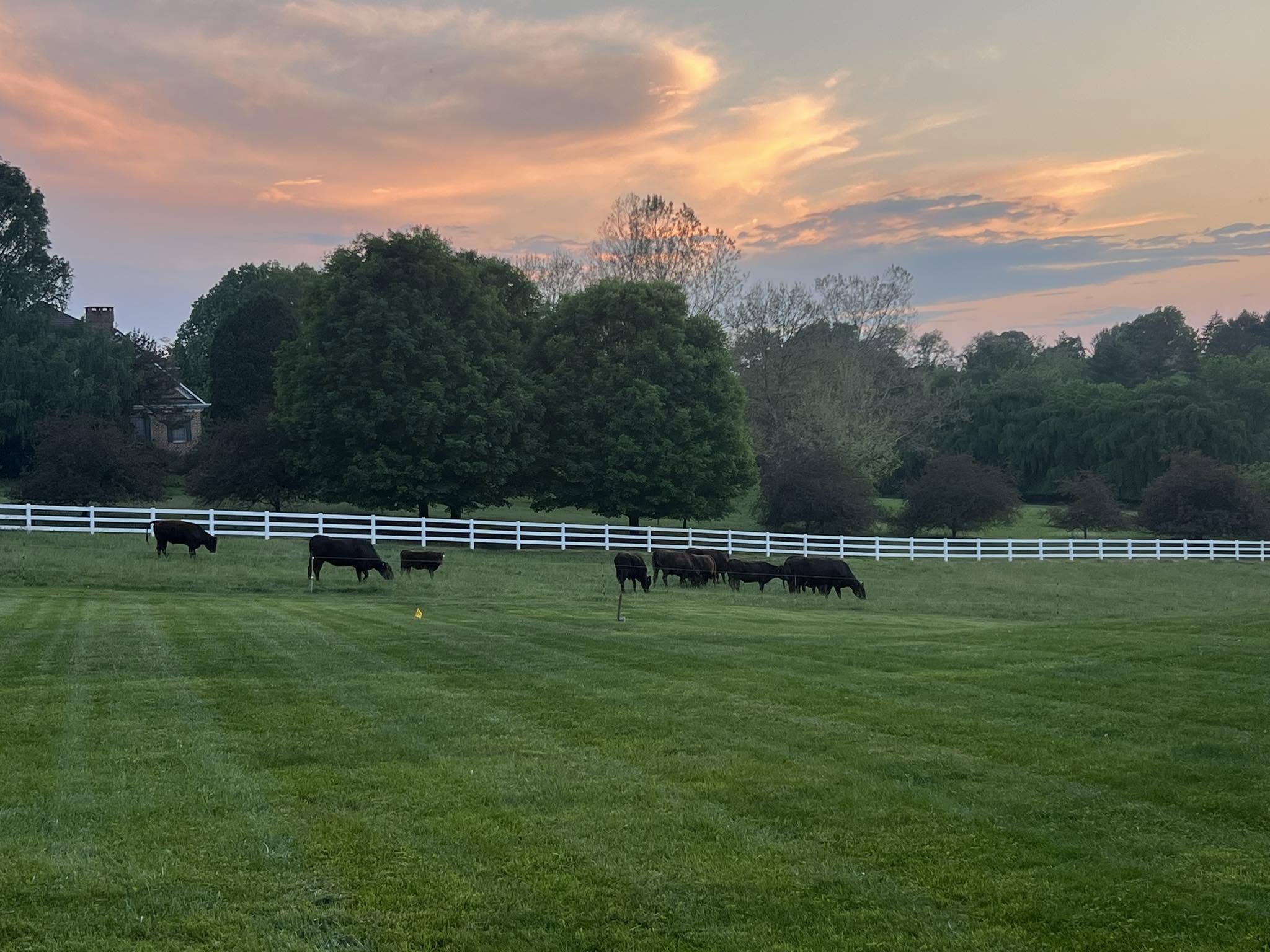 Area 792 Full Blood Wagyu Farm in York County, Pennsylvania at sunset — cattle grazing in lush green pasture with white fence and beautiful sky